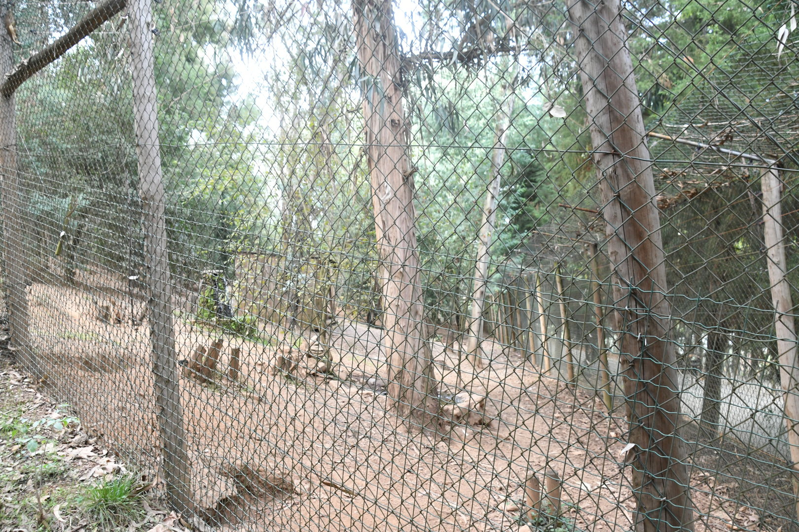 Iberian Wolves exhibit