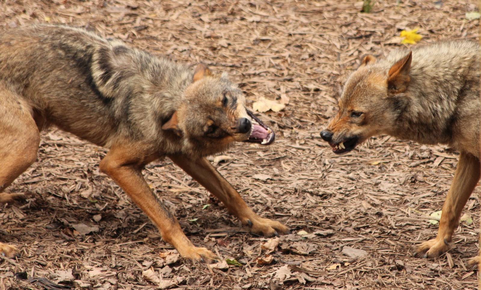 Iberian Wolves