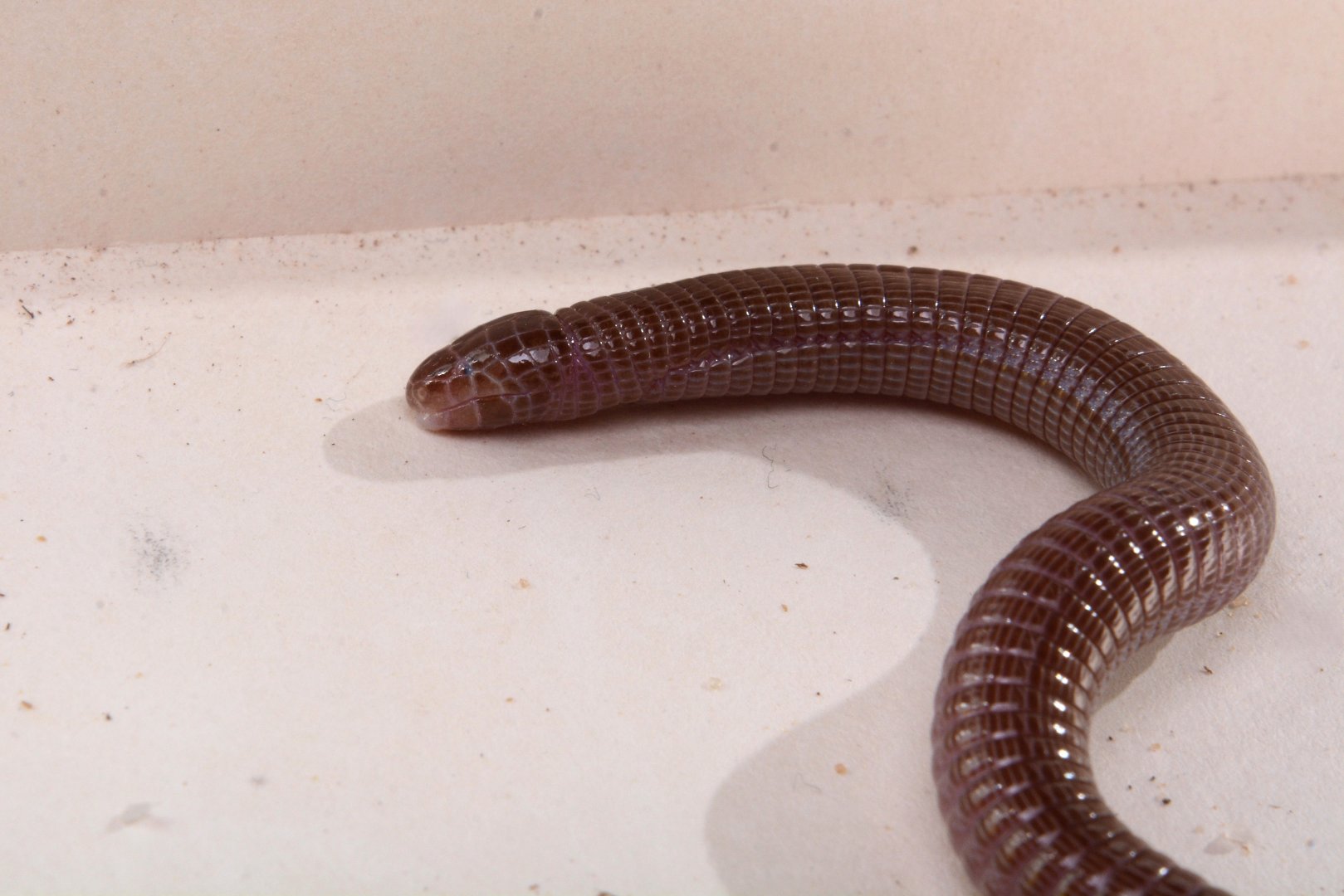 Iberian worm lizard (Blanus cinereus)
