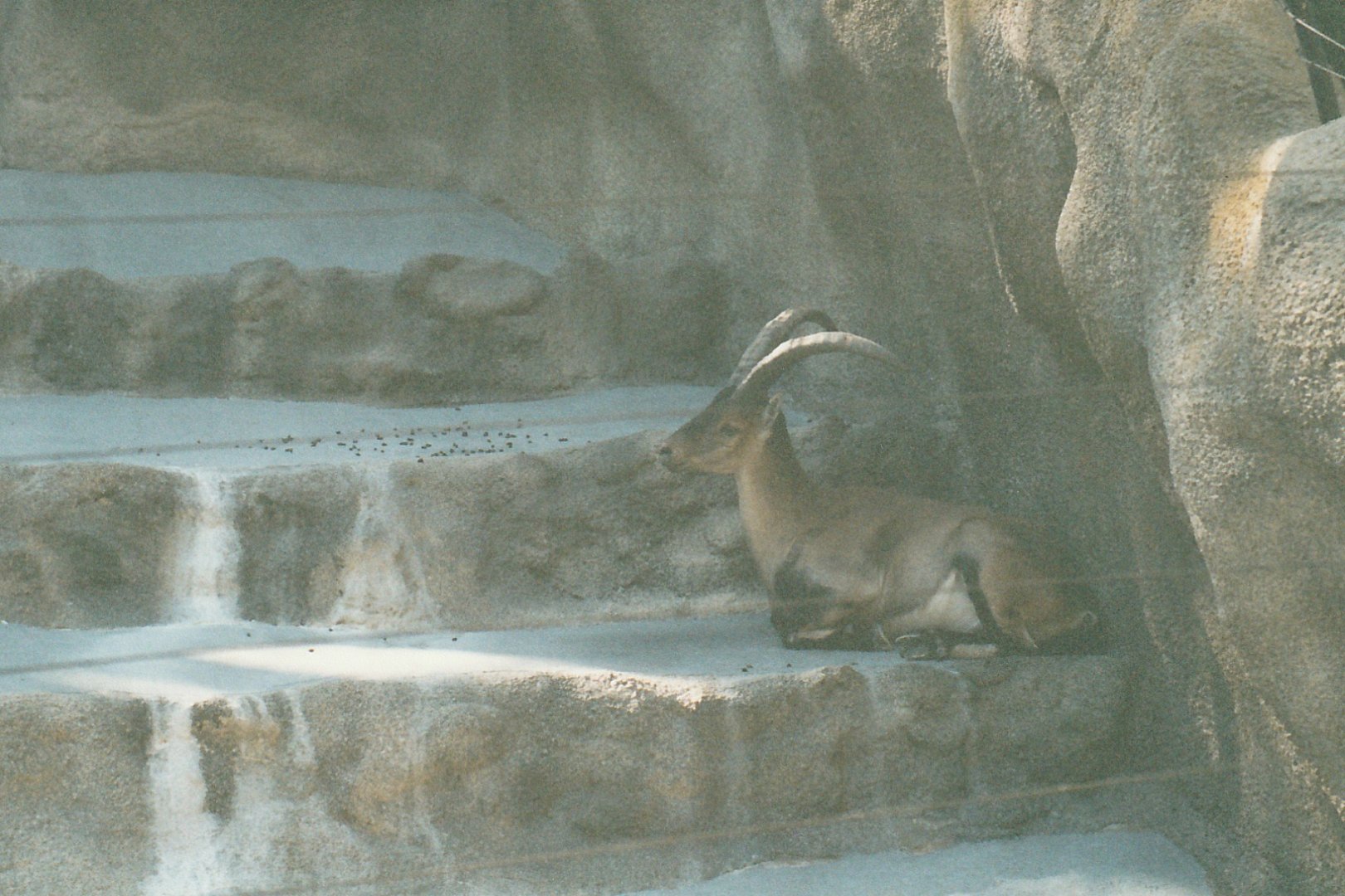 ibex (2002)