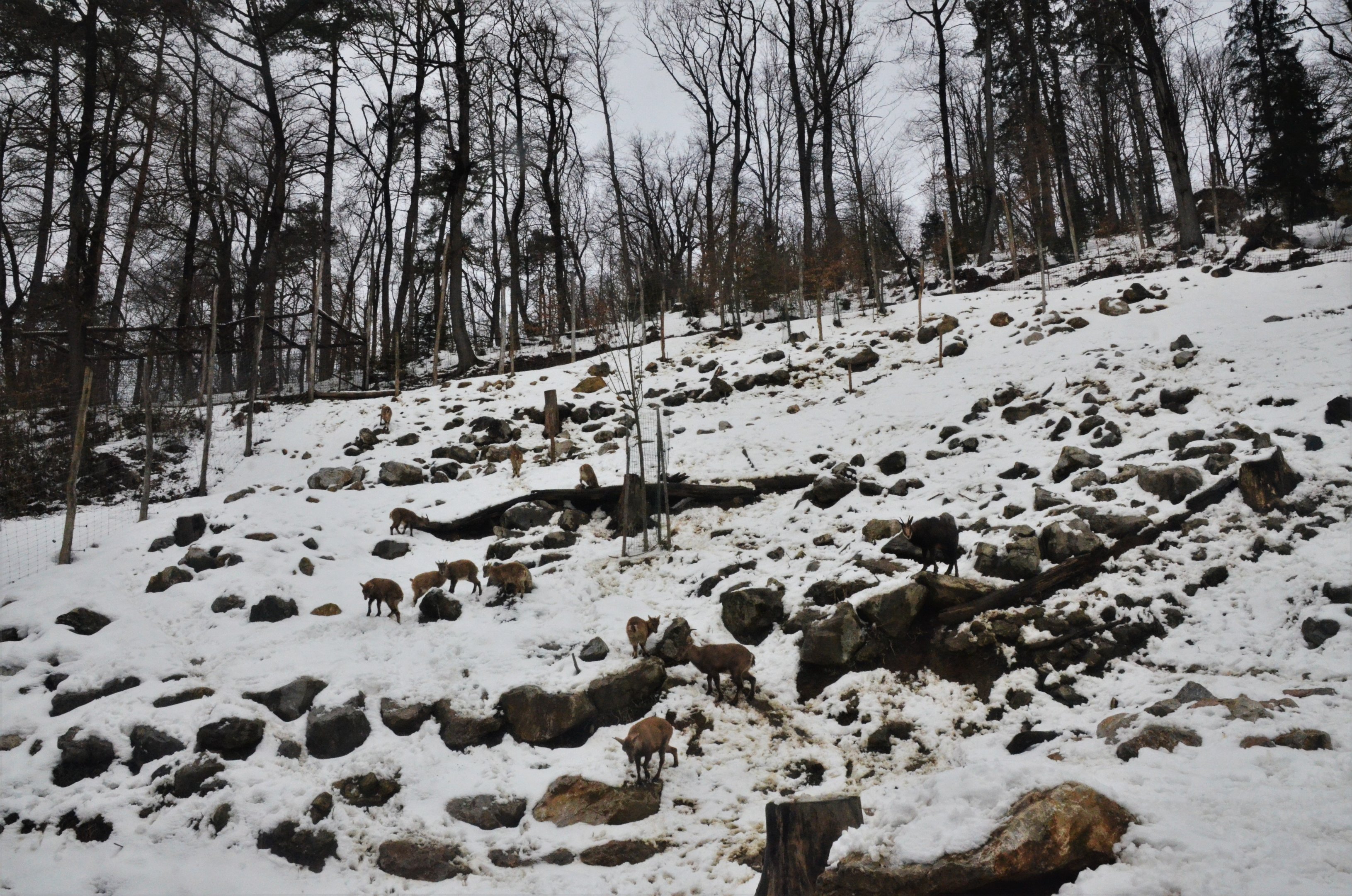 Ibex and Chamois Enclosure at Ljubljana Zoo, 07/03/18