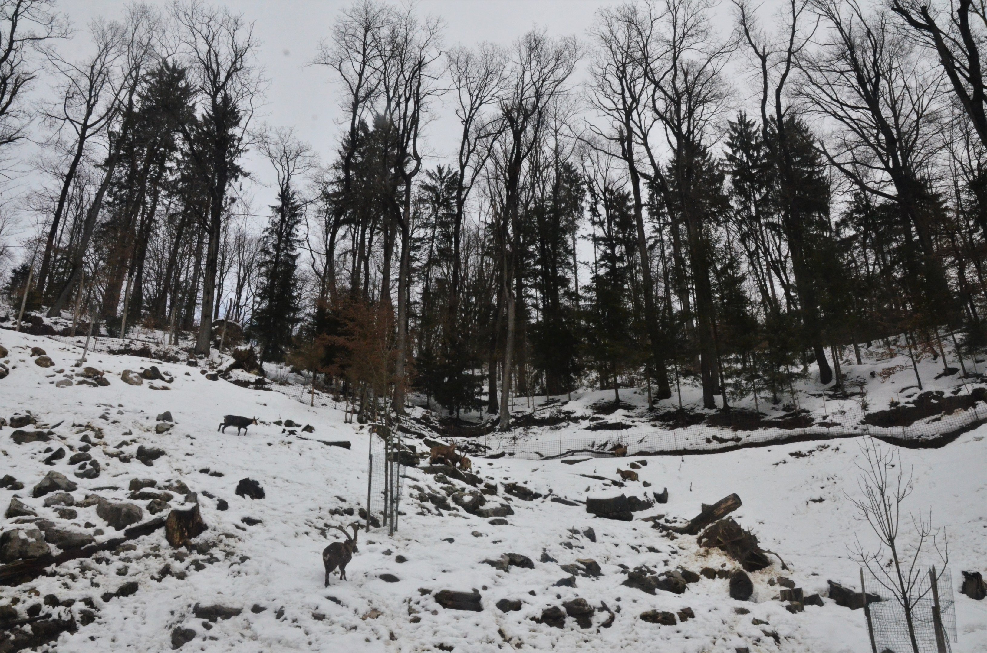 Ibex and Chamois Enclosure at Ljubljana Zoo, 07/03/18