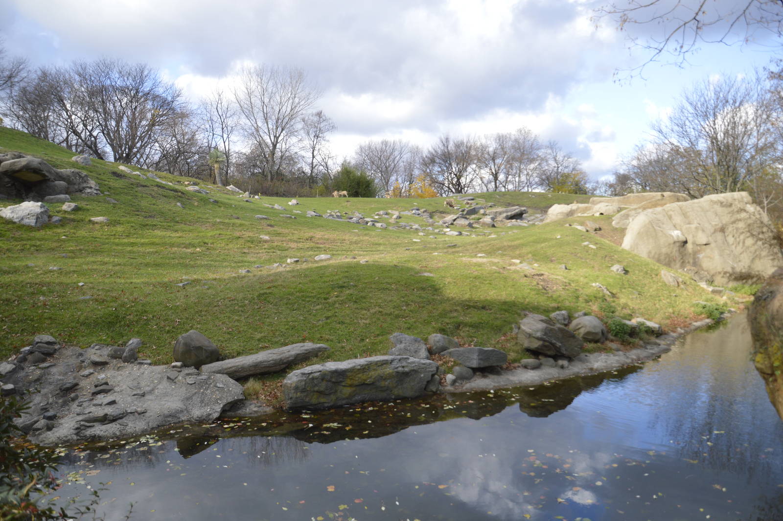 Ibex and Hyrax enclosure 031215