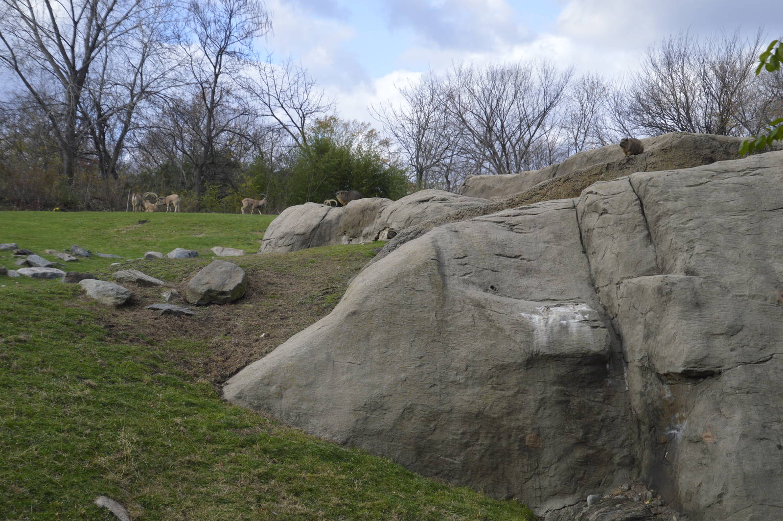 Ibex and Hyrax enclosure 031215