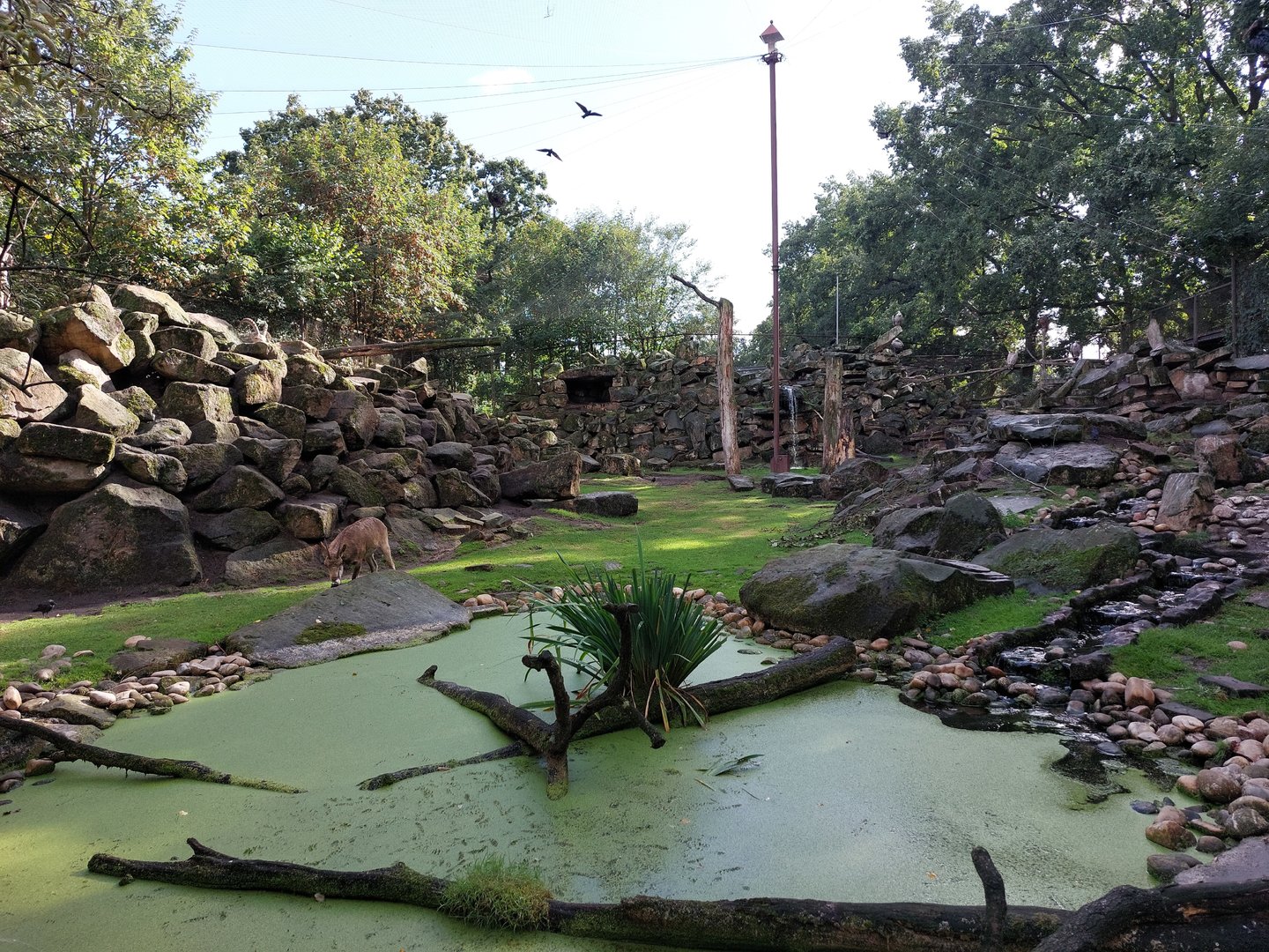 Ibex and vulture aviary