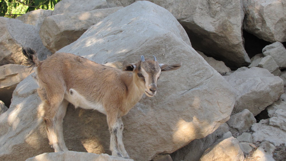 ibex bezoar baby(dezful zoo)