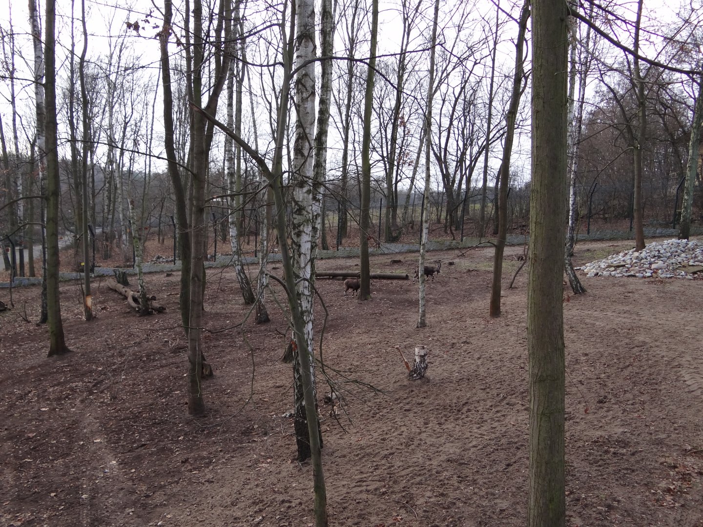 Ibex/Colobus enclosure