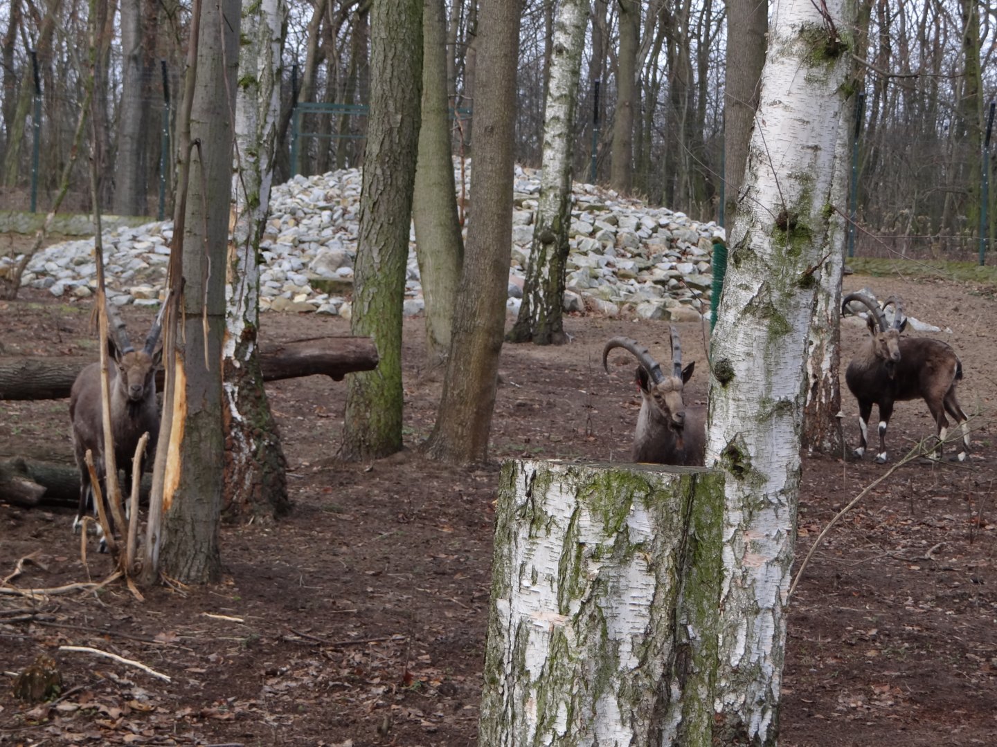 Ibex/Colobus enclosure