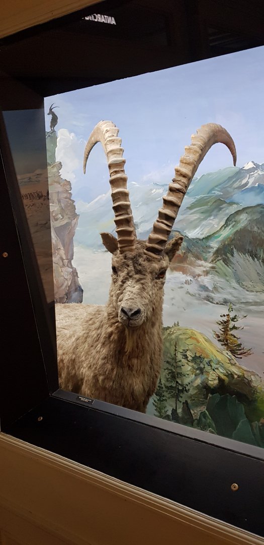 Ibex diorama
