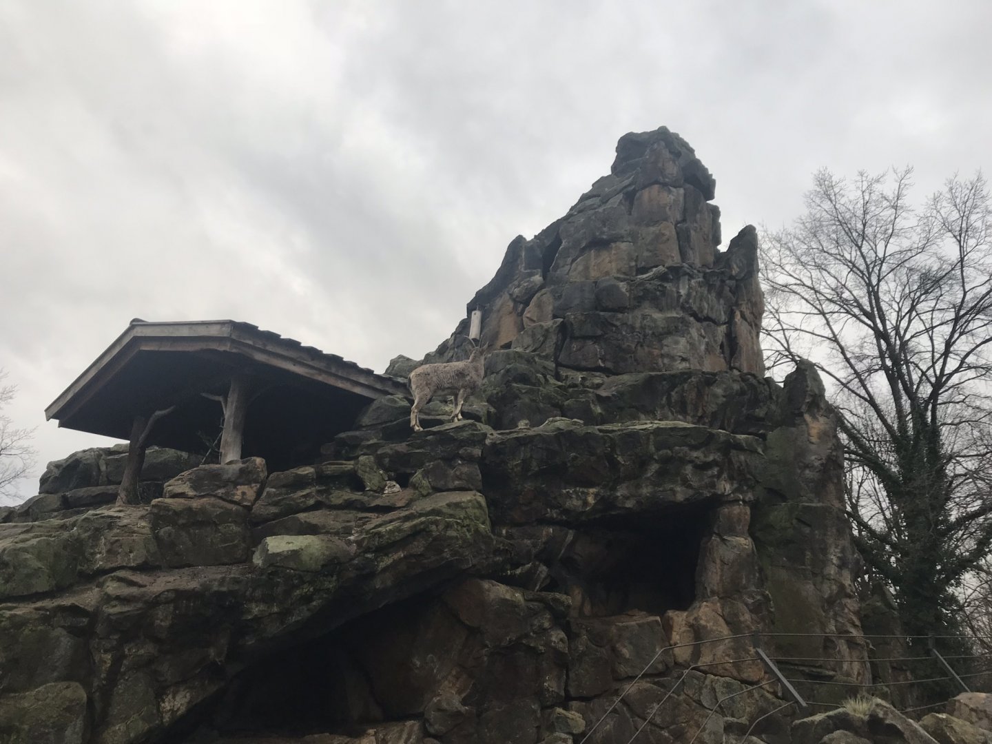 Ibex enclosure 290118