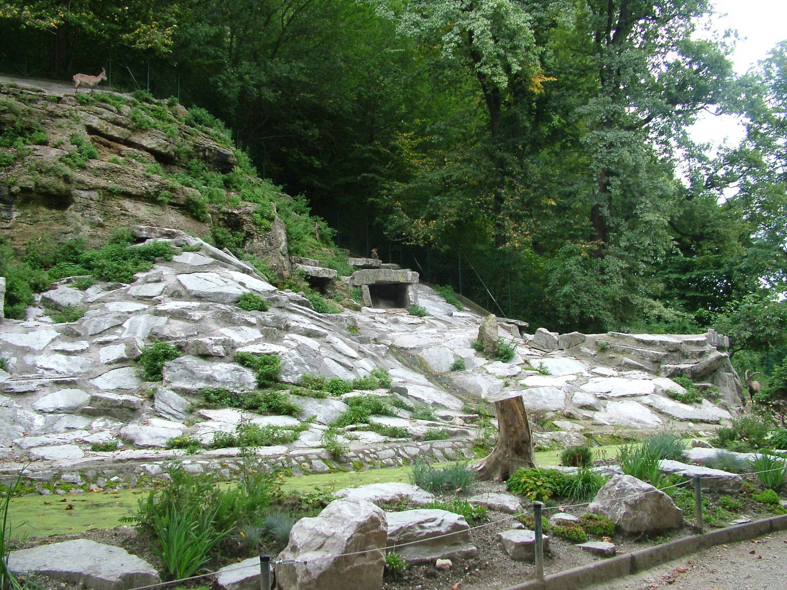 Ibex enclosure at Salzburg Zoo
