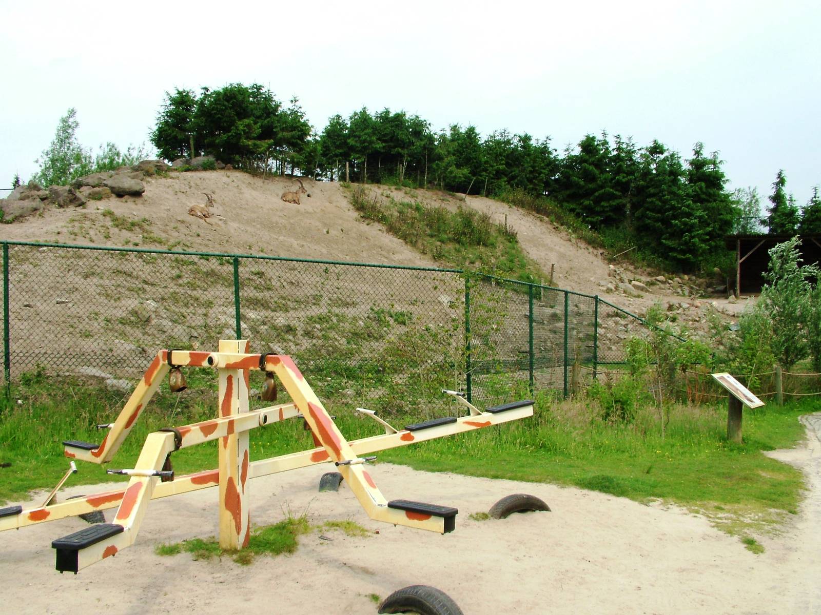 Ibex Exhibit at Dierenrijk, 31/05/12