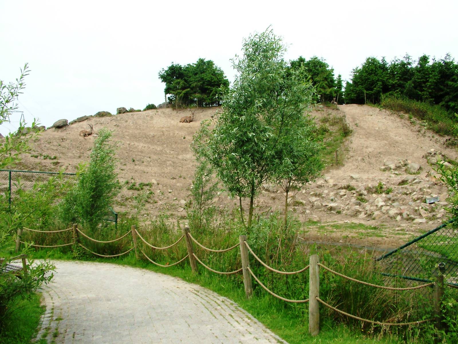 Ibex Exhibit at Dierenrijk, 31/05/12