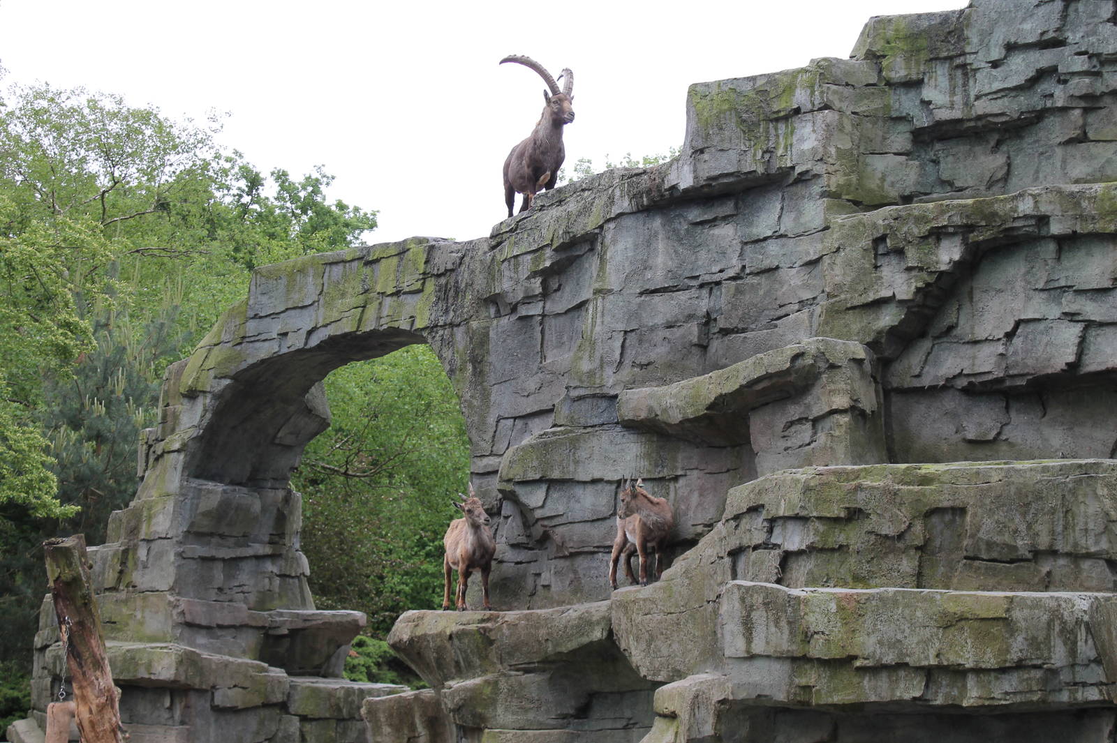 Ibex Exhibit