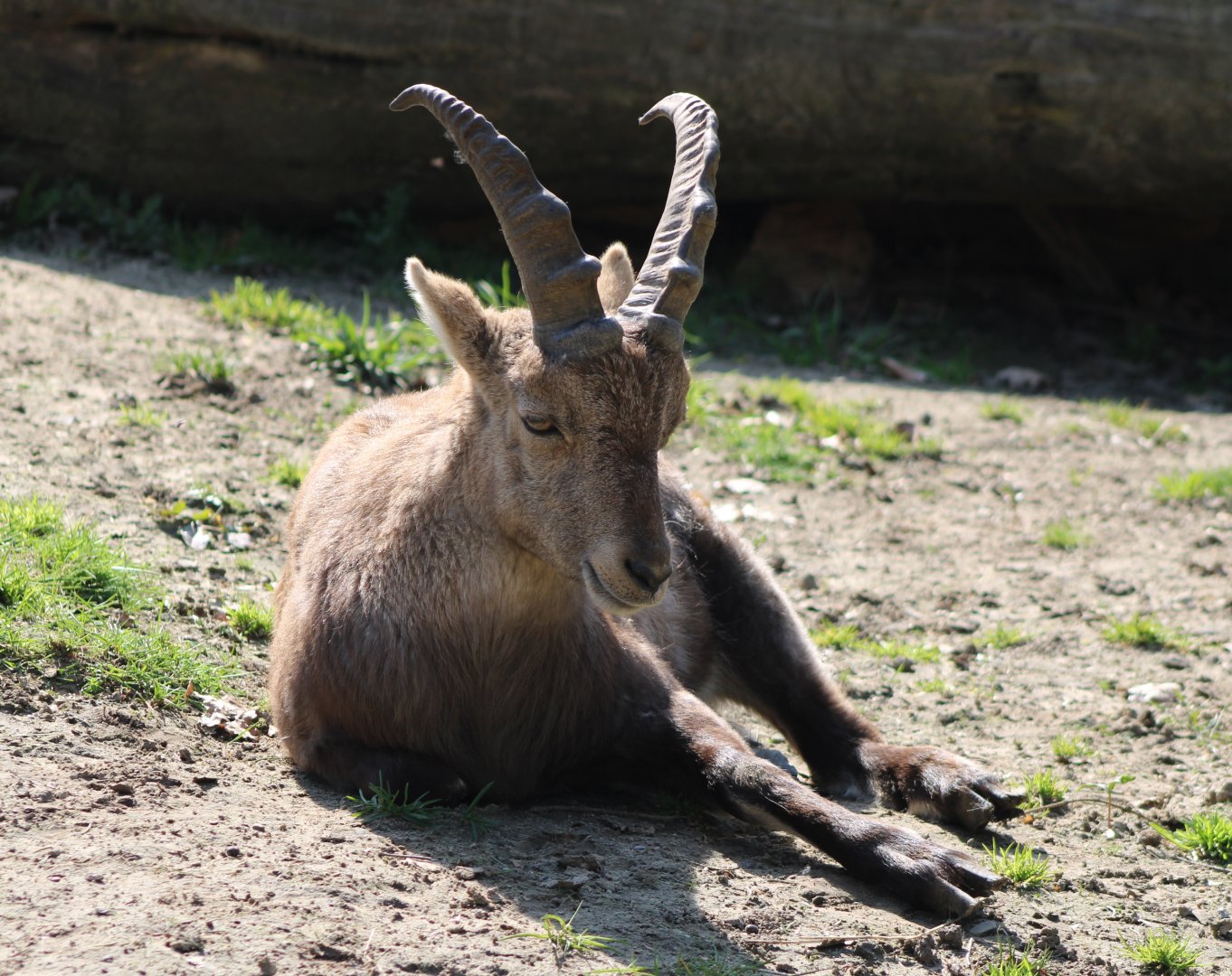 Ibex ID