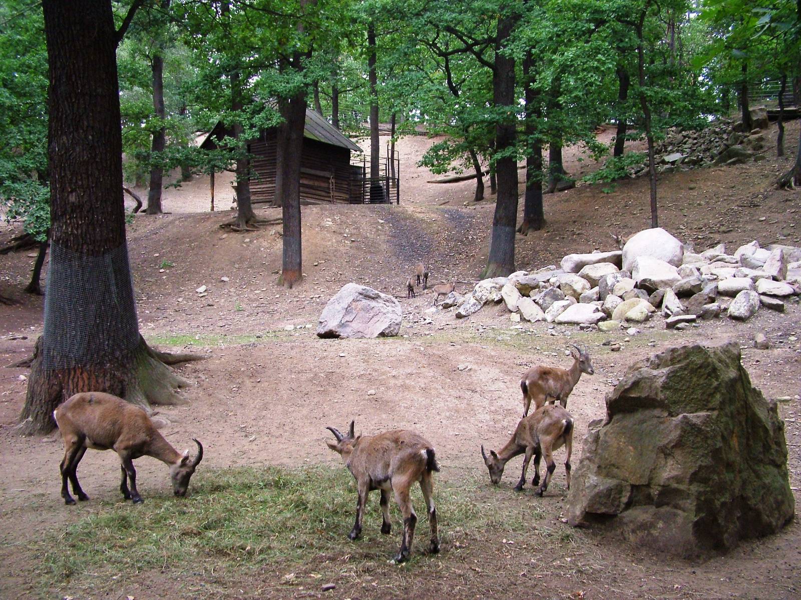 Ibex Paddock at Chomutov, 30/08/12