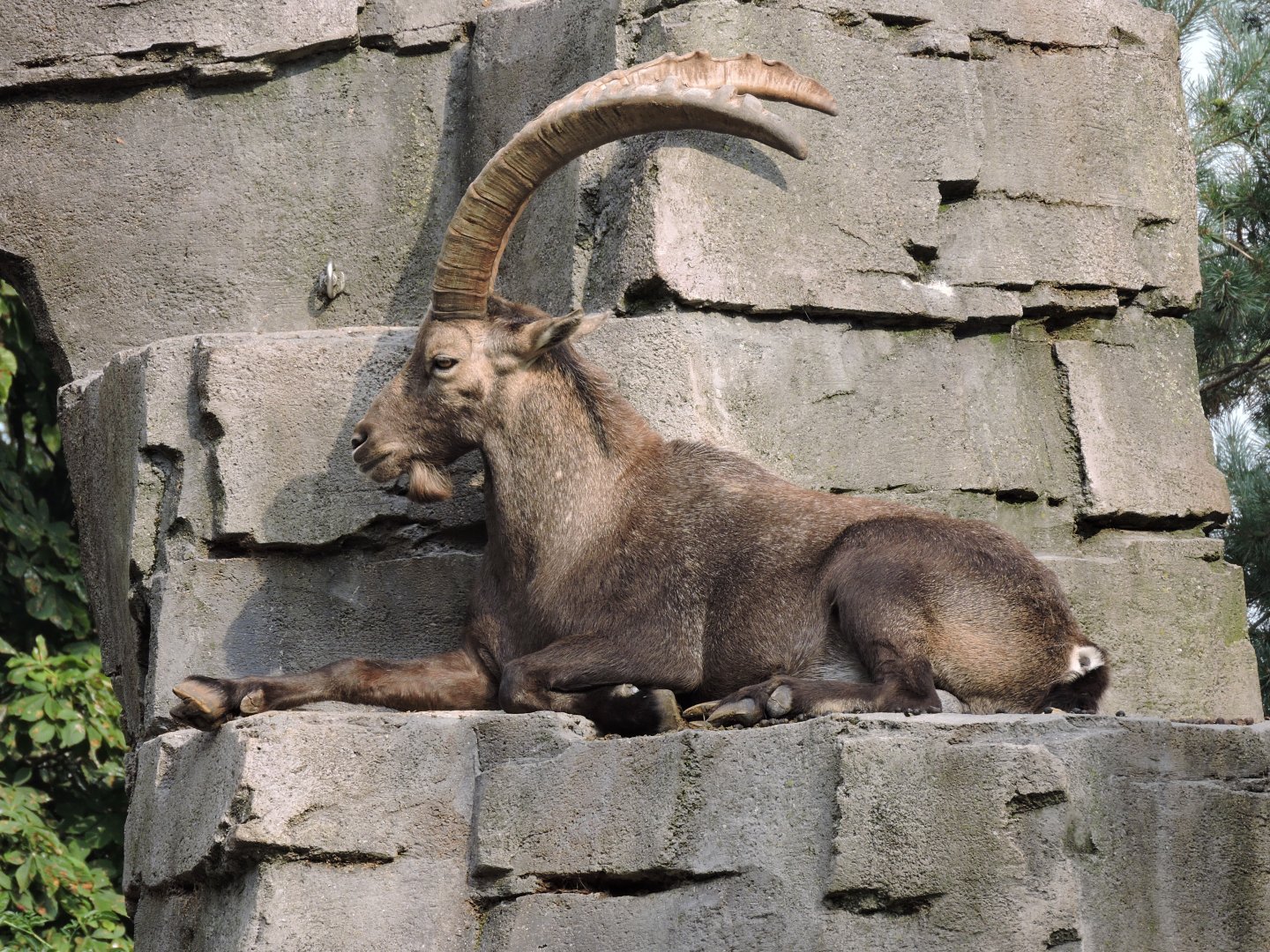 Ibex Rock