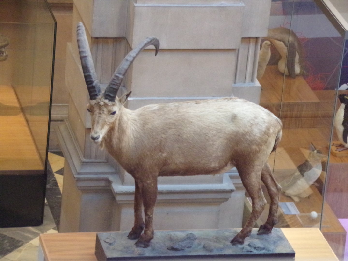 Ibex (taken in Kelvingrove museum) 12.2.24