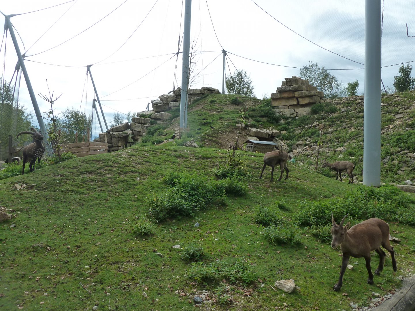 Ibex & vulture walk-through - Alpine ibex (Capra ibex)