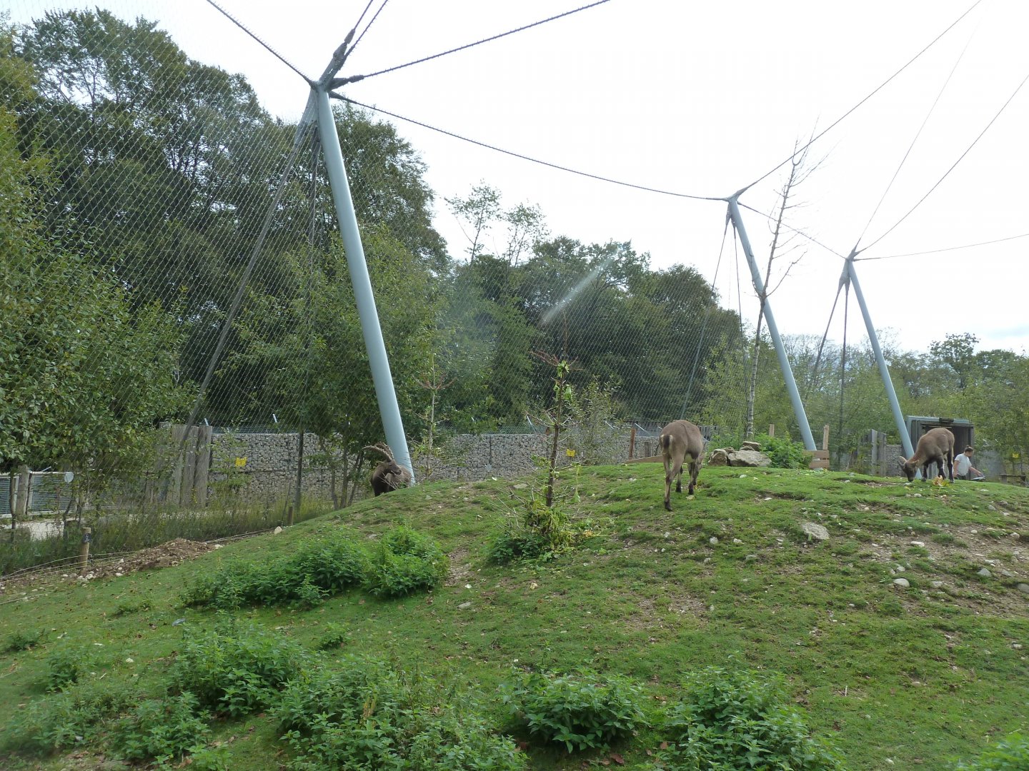 Ibex & vulture walk-through - Alpine ibex (Capra ibex)