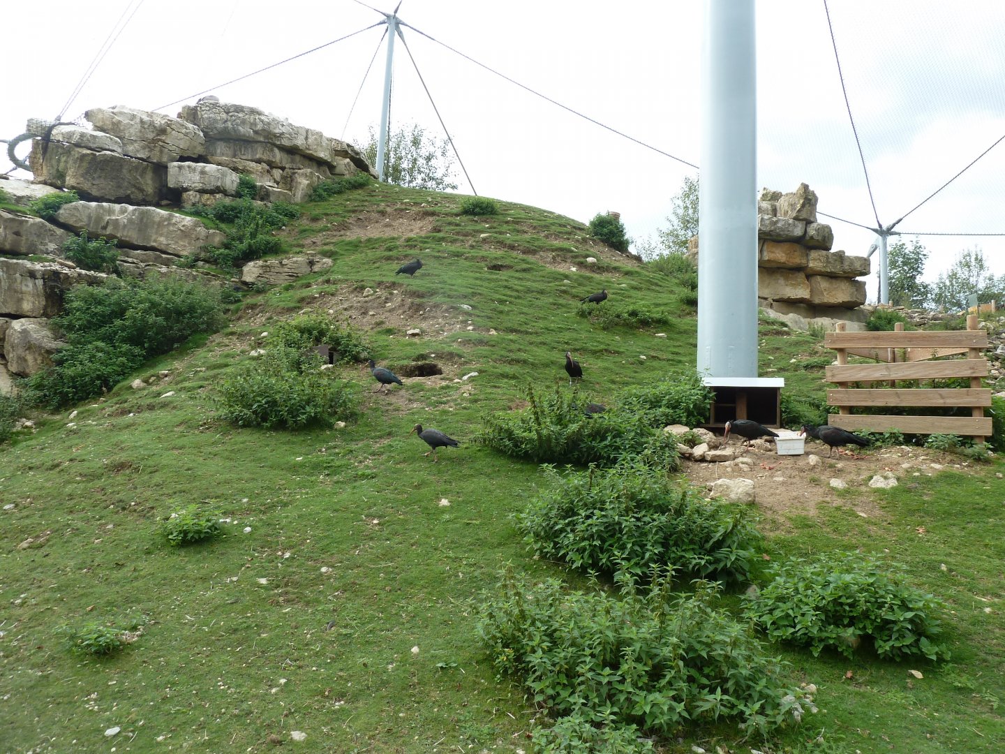 Ibex & vulture walk-through - Northern bald ibis (Geronticus eremita)