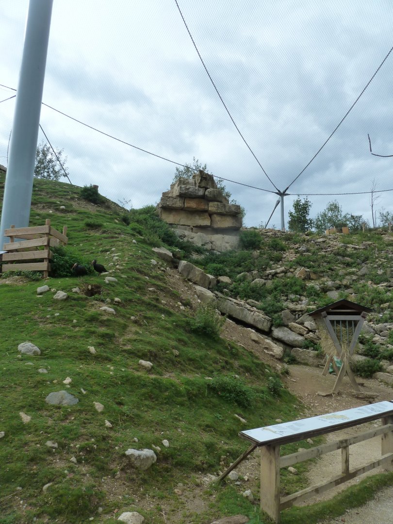 Ibex & vulture walk-through