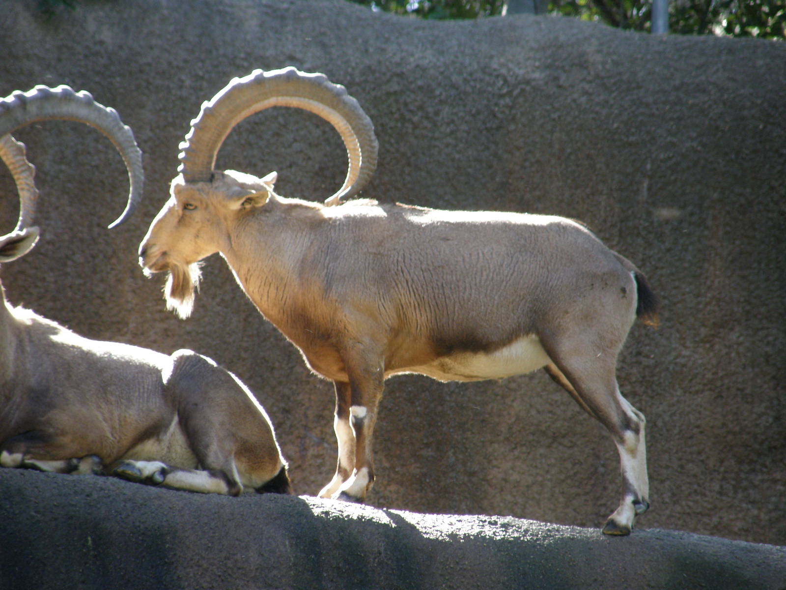 ibex