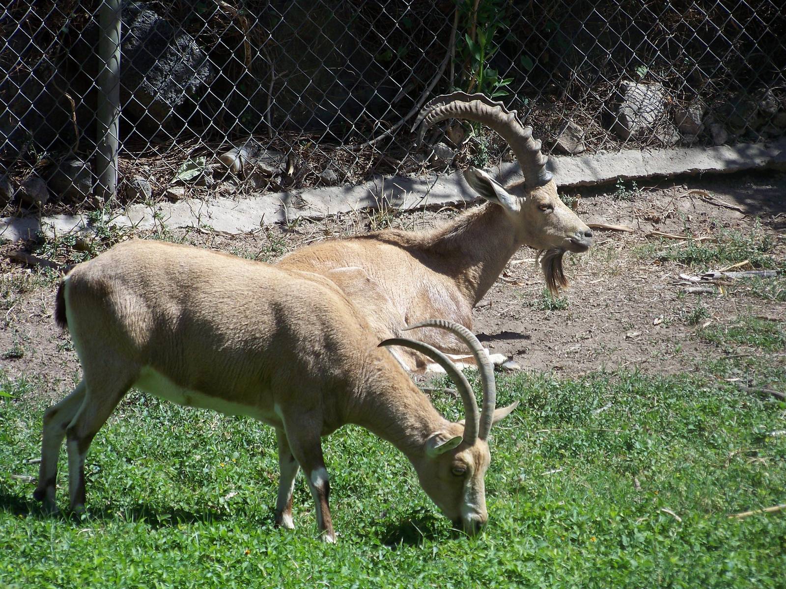 Ibex