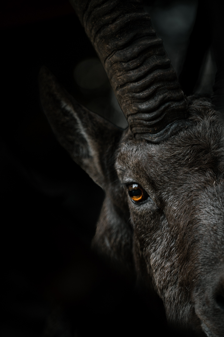 Ibex