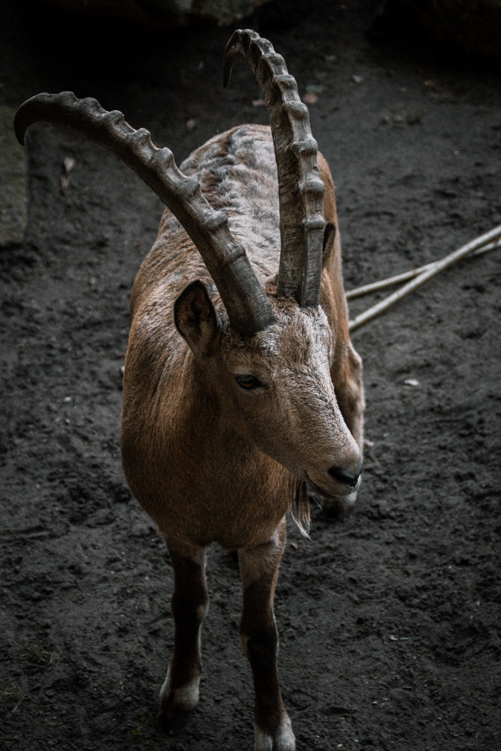 Ibex