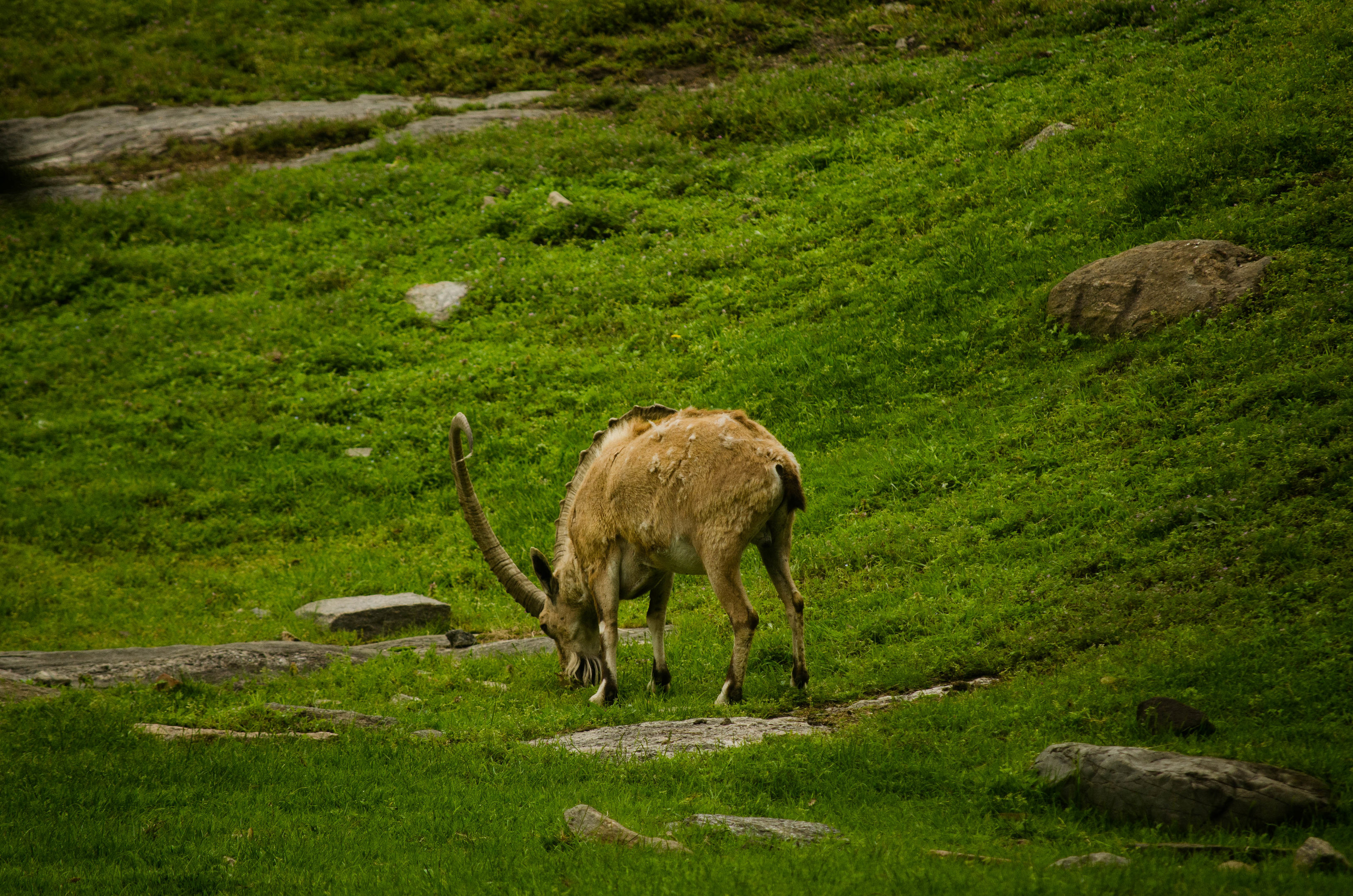 Ibex