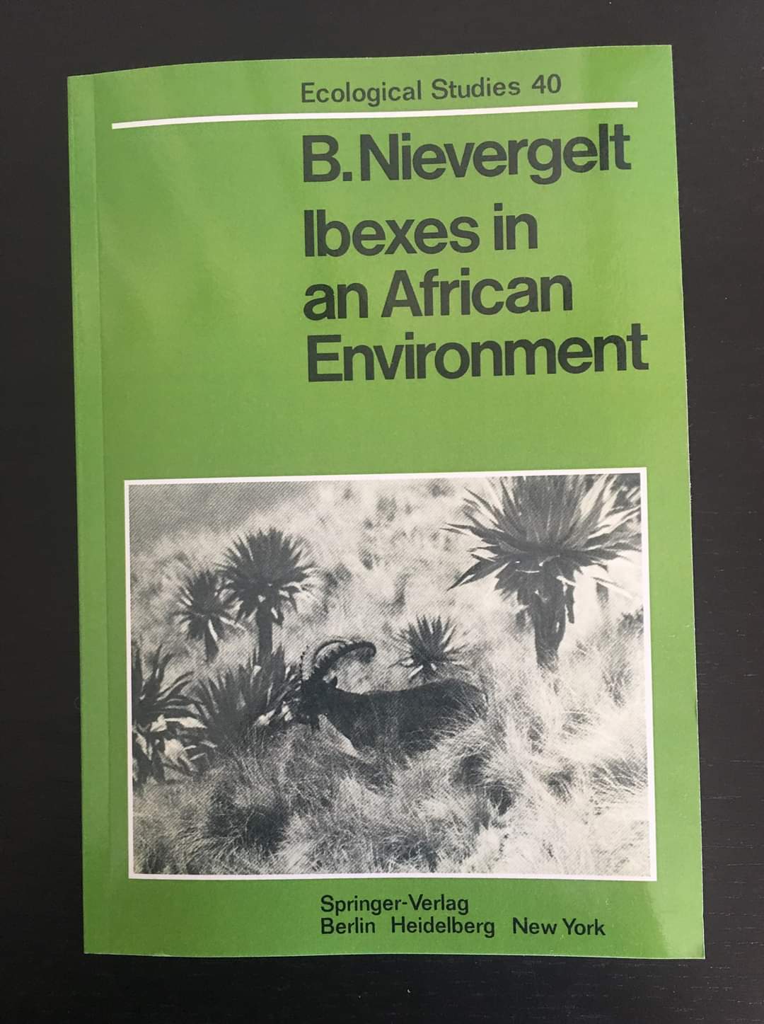 Ibexes in an African Environment