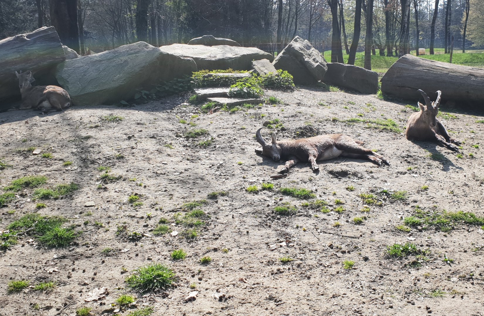Ibexes ( Siberian and / or Alpine )