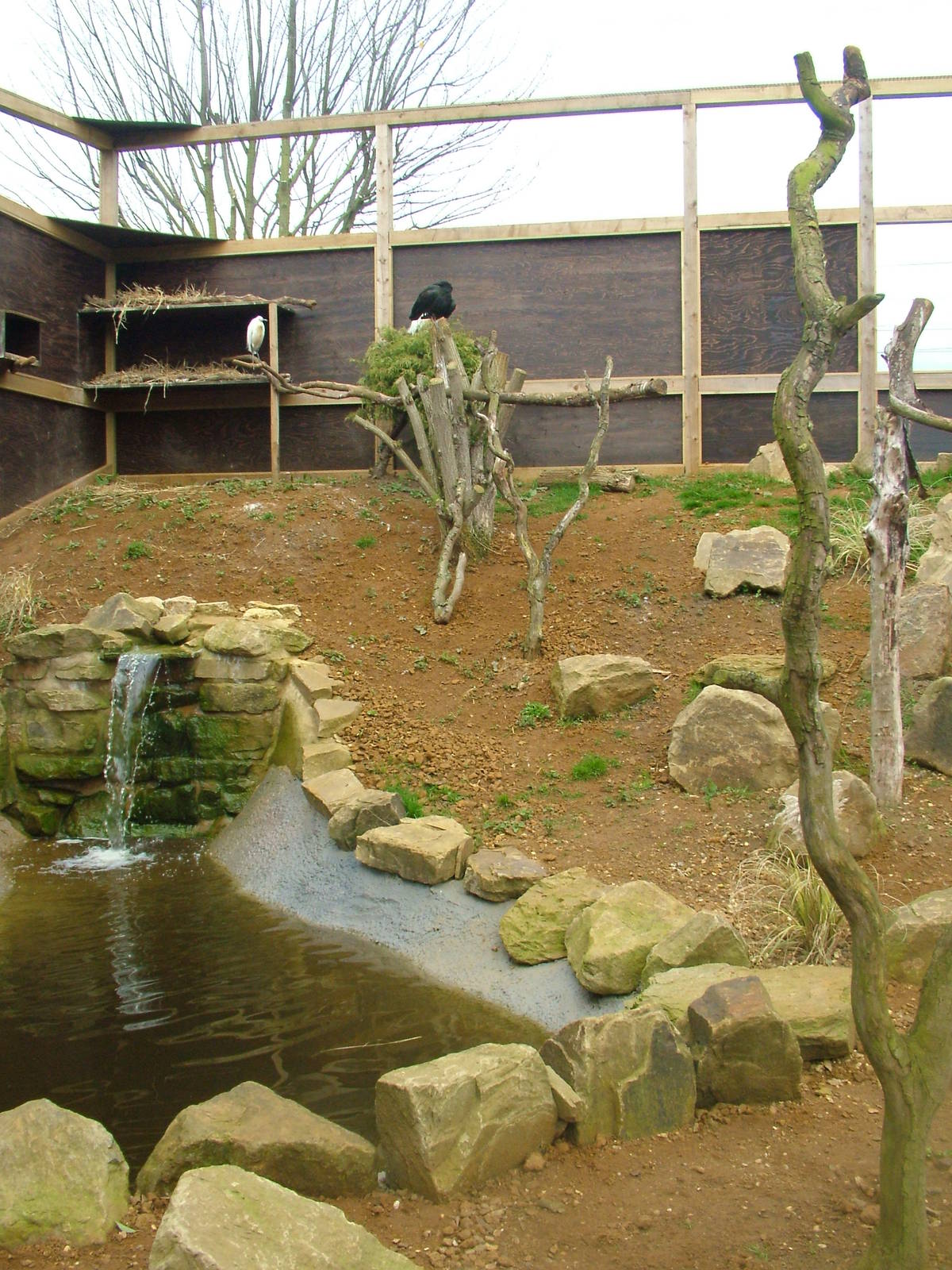 Ibis and Egret Aviary at Shepreth 05/04/10