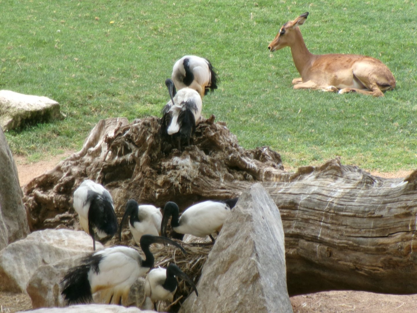 Ibis and impala