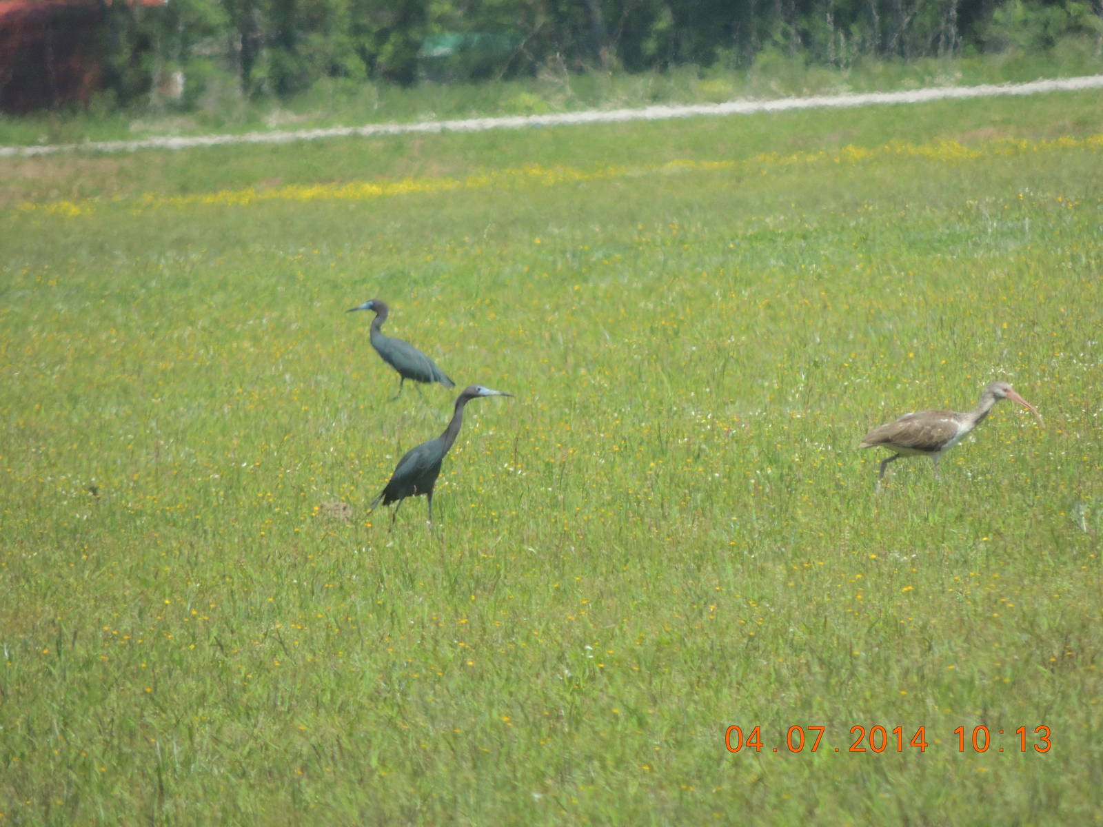 Ibis and Little blue Heron