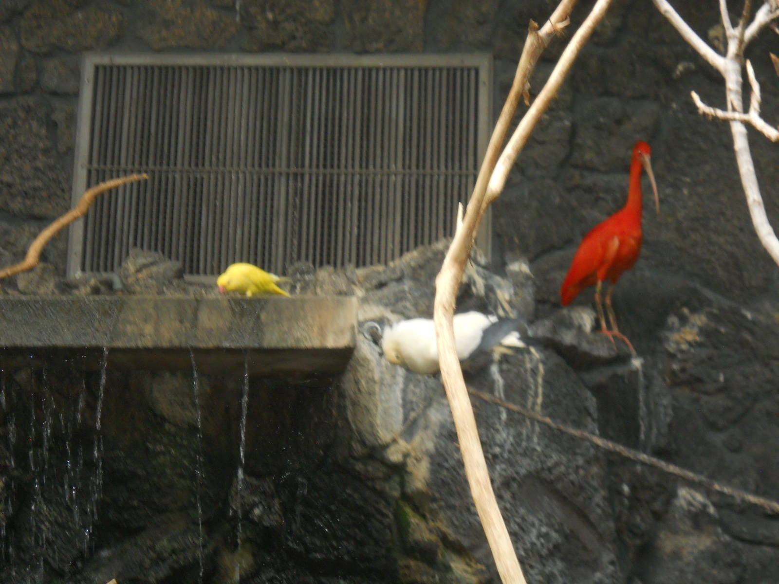 Ibis and parrot