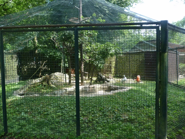 Ibis and spoonbill enclosure