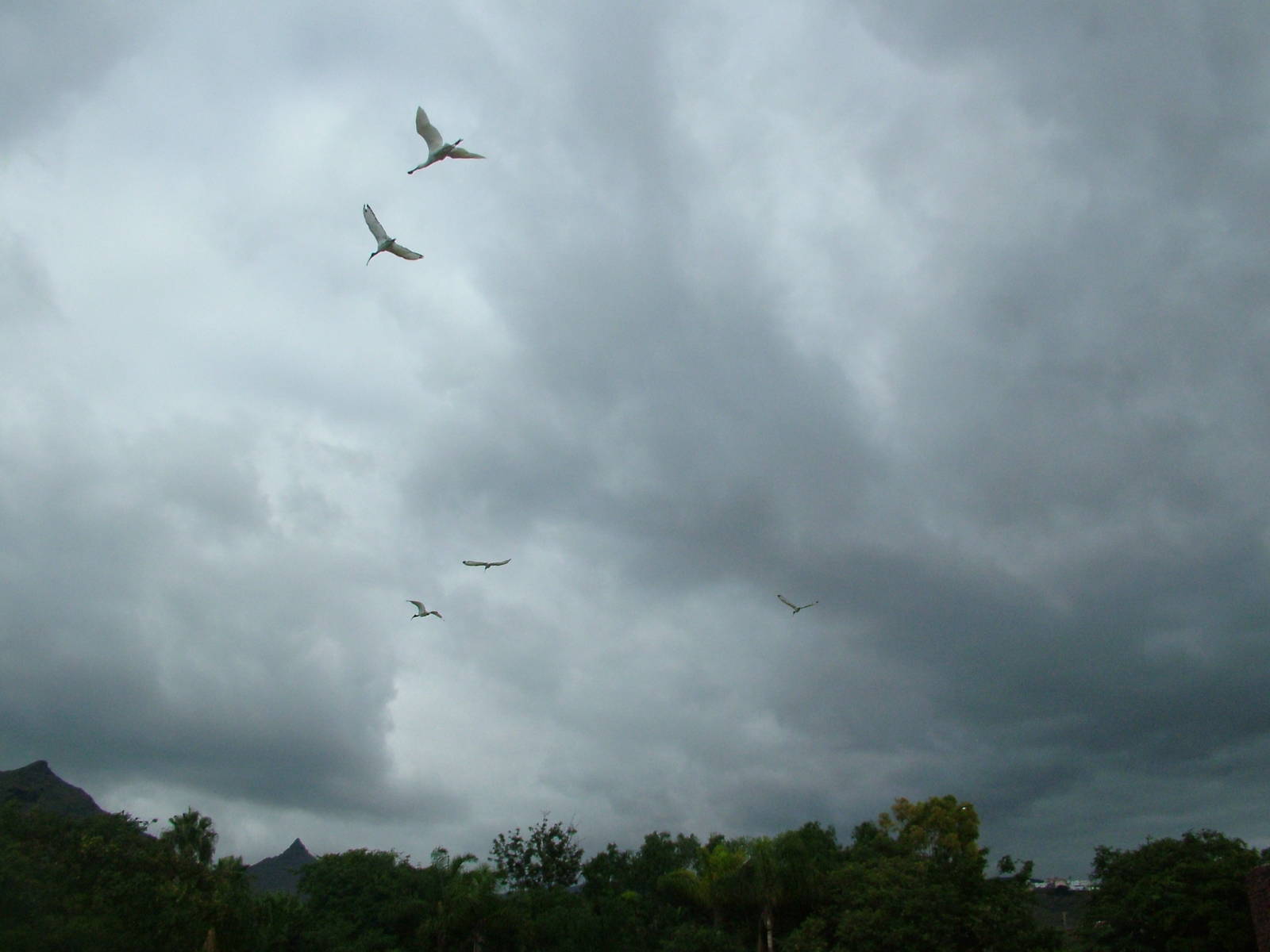 Ibis and Spoonbills: Bird Show at Jungle Park (Las Aguilas), 13/11/10