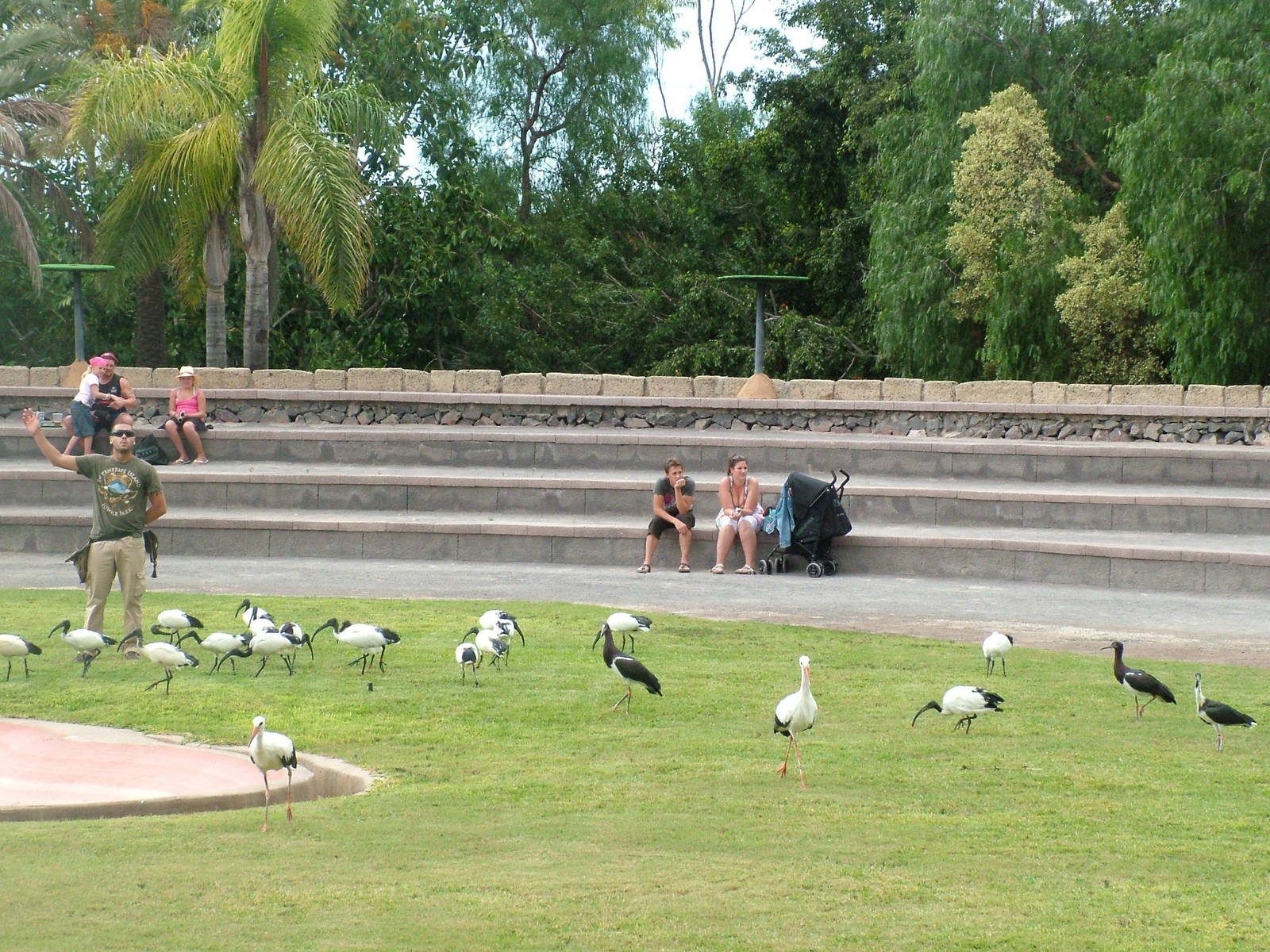 Ibis and Storks: Bird Show at Jungle Park (Las Aguilas), 13/11/10