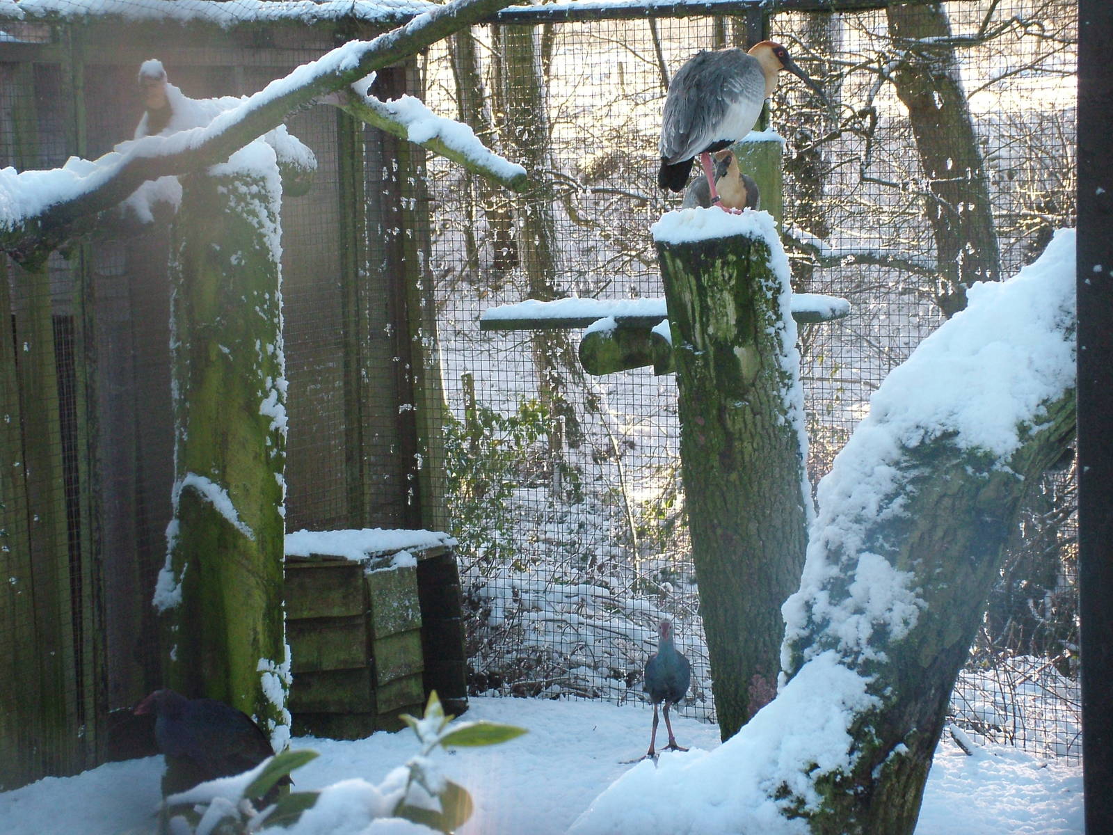 Ibis and Swamphens, Blackbrook in the Snow, 03/01/10