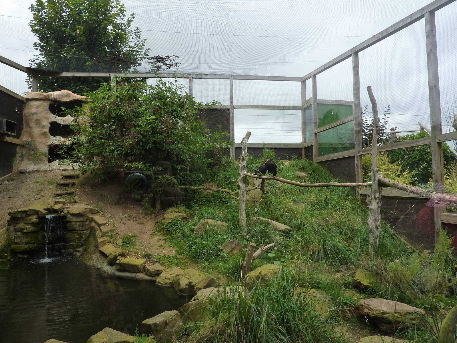 Ibis aviary - 20th August 2012