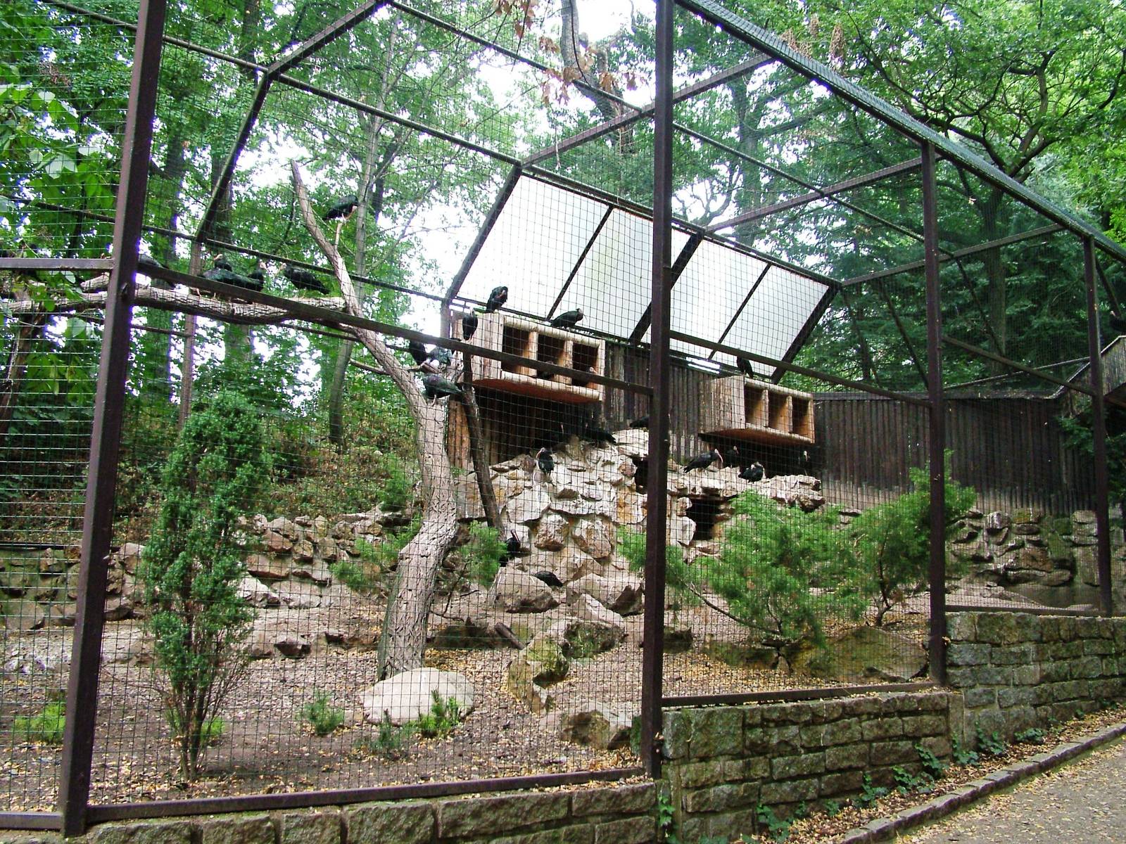 Ibis Aviary at Chomutov, 30/08/12