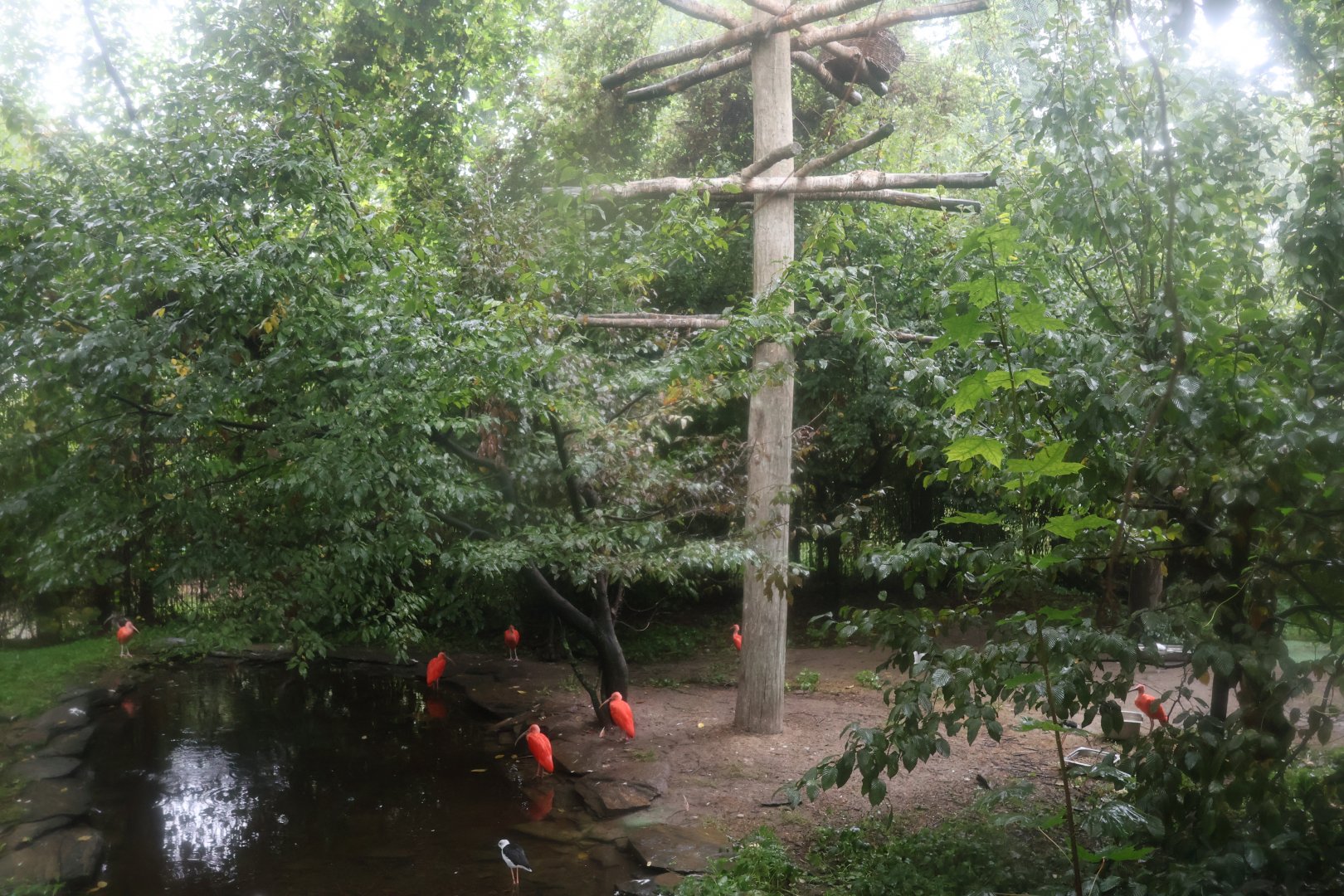Ibis aviary