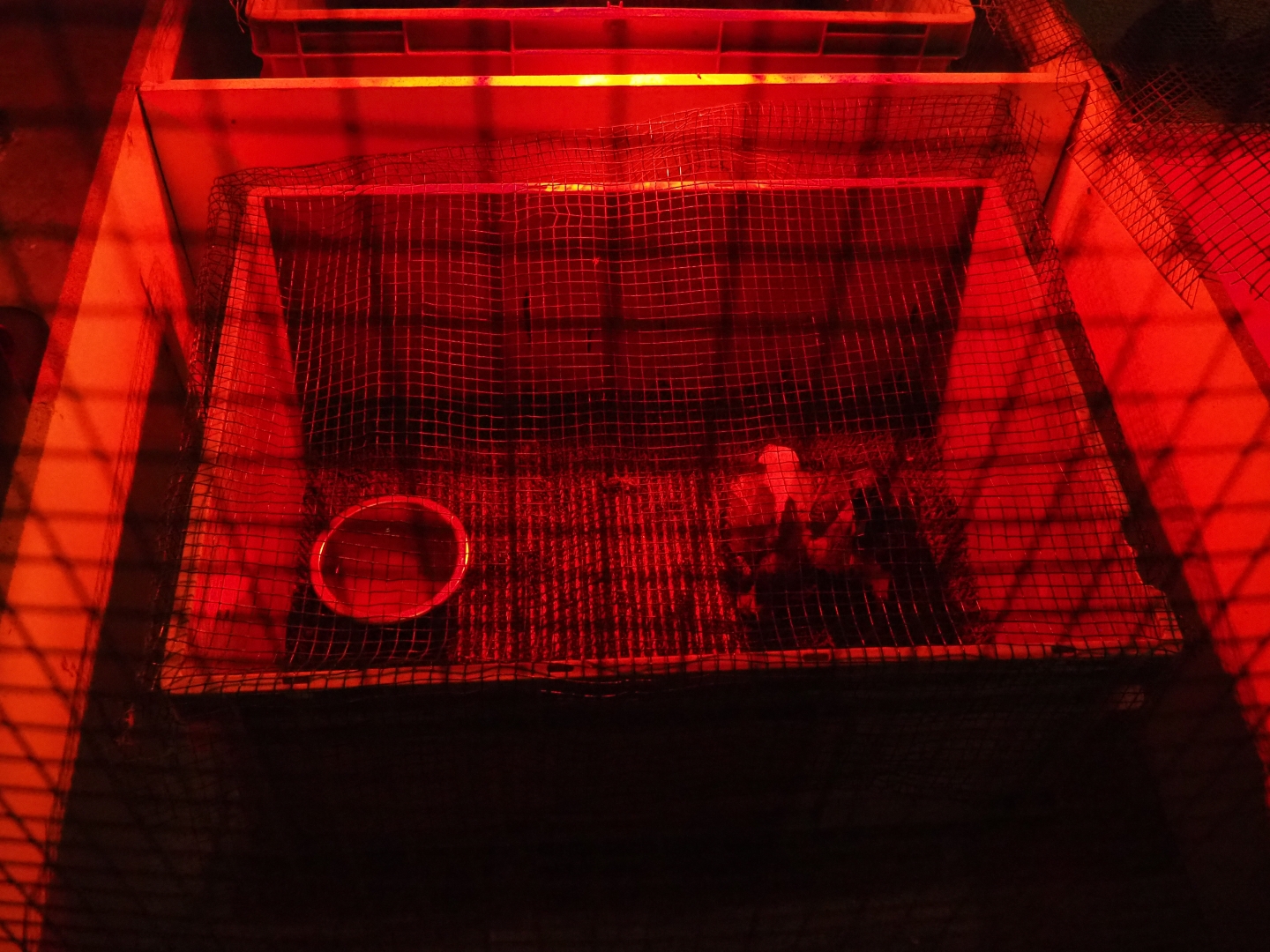 Ibis chicks in a plastic tub (Aug 28th, 2018)