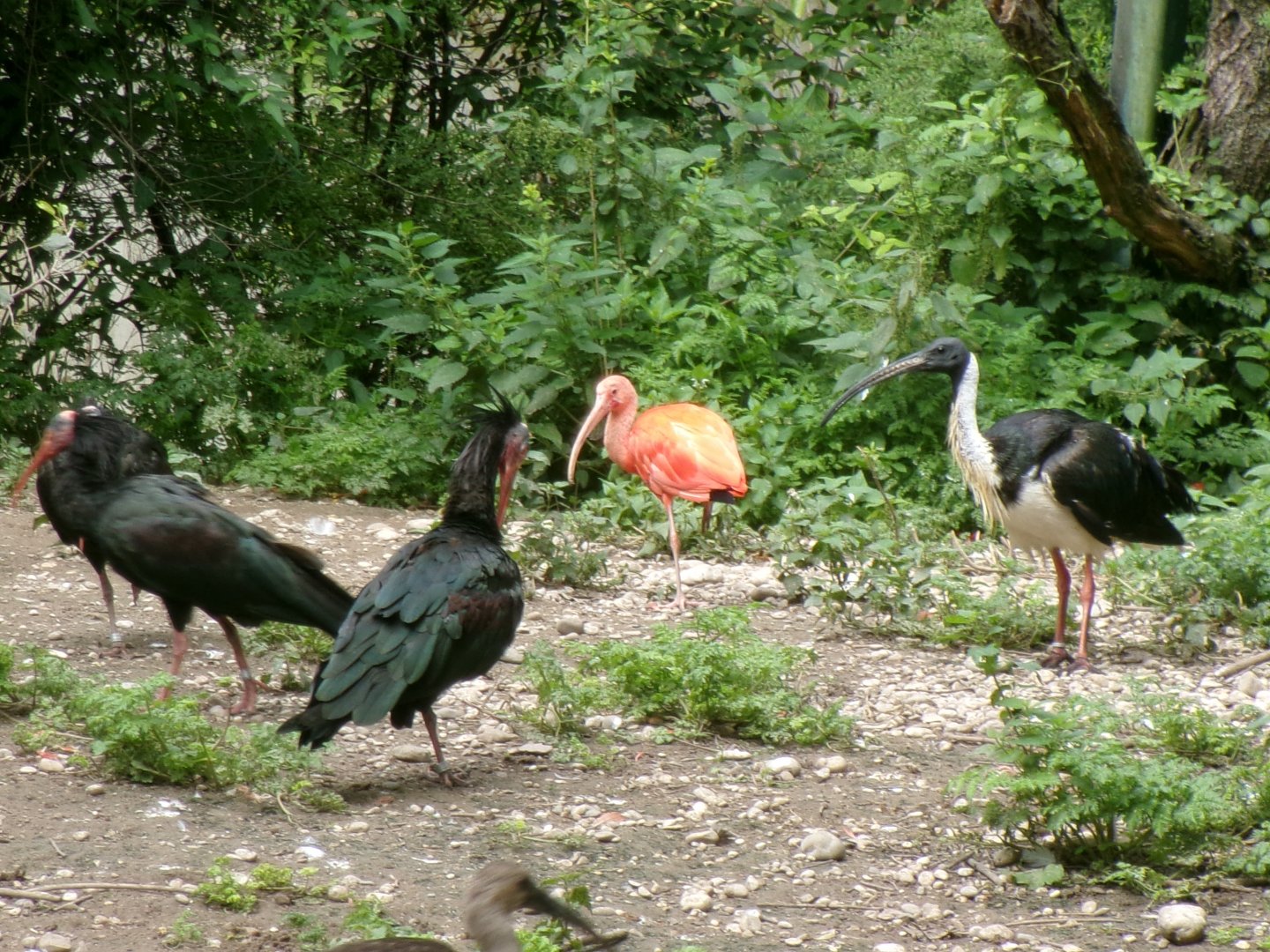 Ibis congregation
