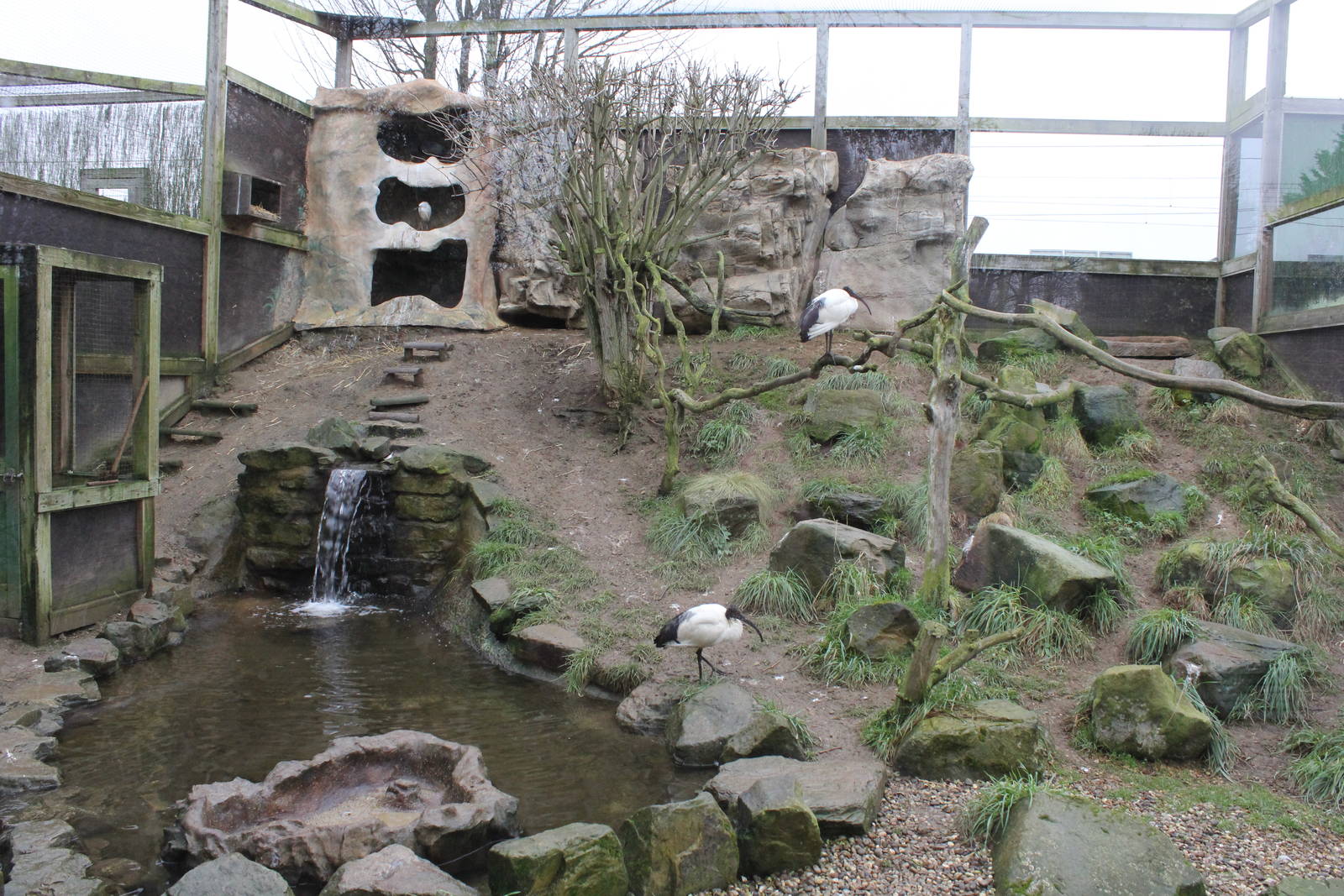 Ibis enclosure 1-1-15