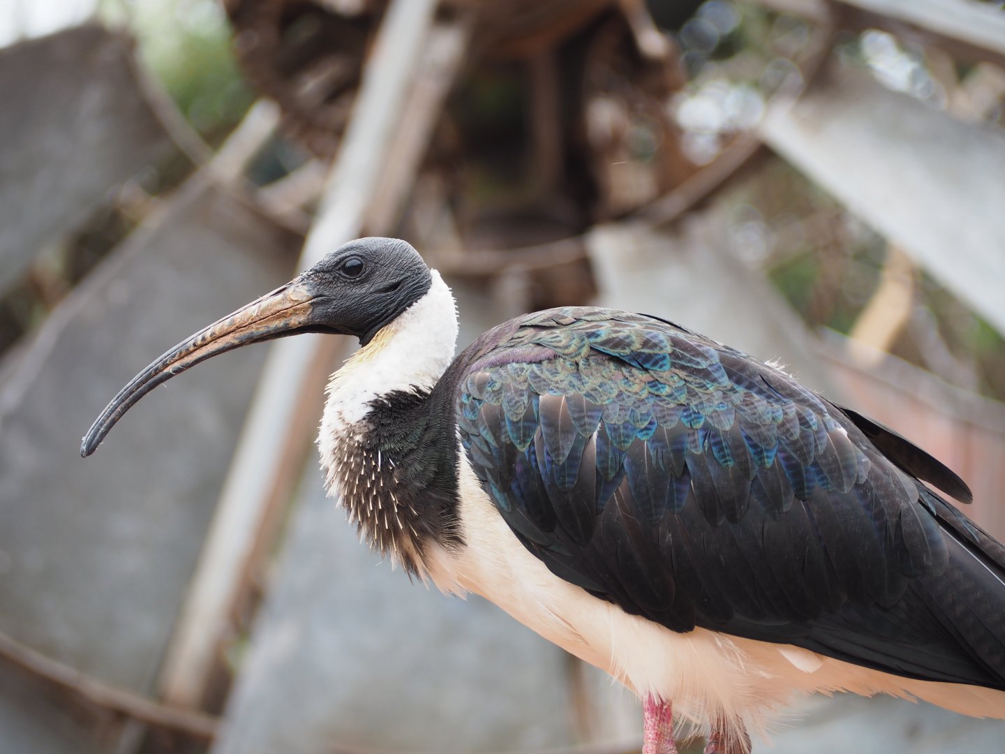 Ibis from the Australian Aviary