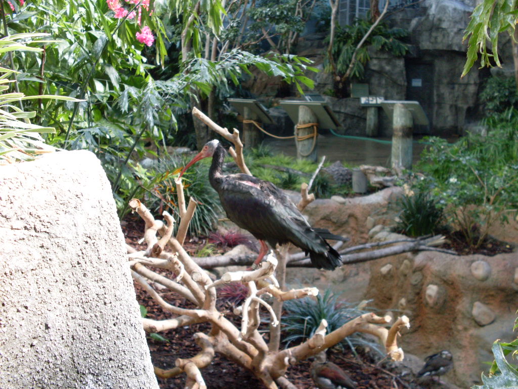 Ibis (Help with Species)