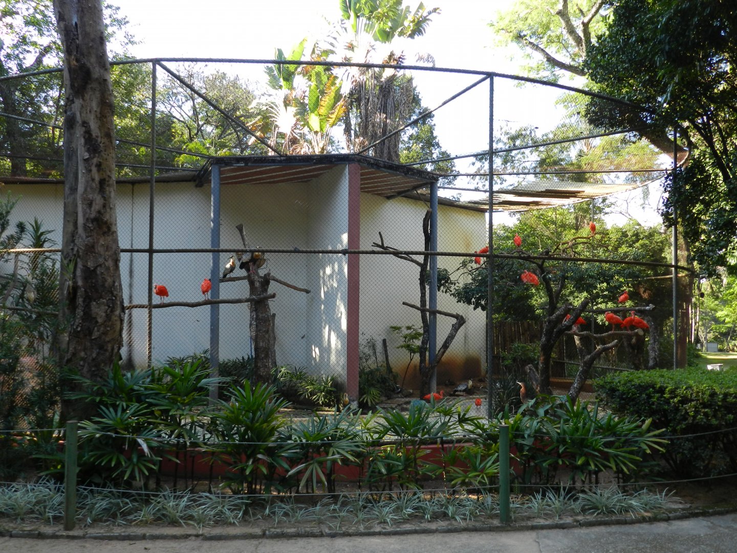 Ibis/heron exhibit - Belo Horizonte zoo